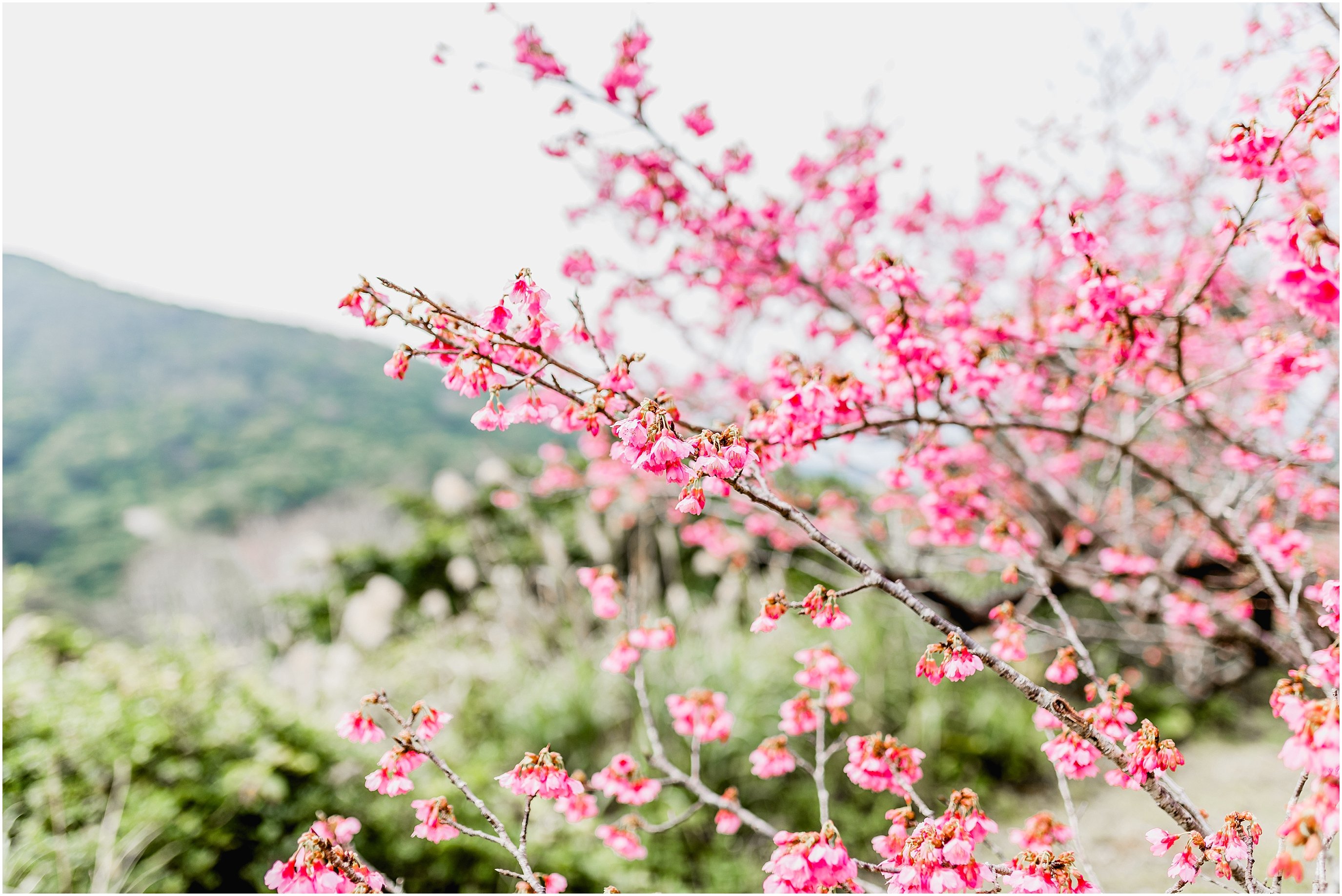 🏞️ 오쿠시 조개무덤 만남 공원(오쿠시카이즈카 후레아이 코엔) 이미지 9